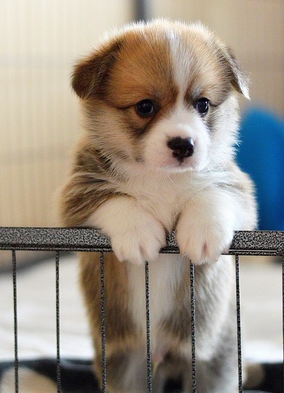 Corgy 2