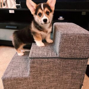 Arlo Male