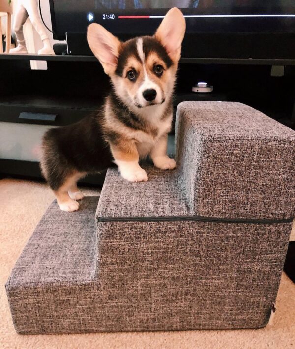 Arlo Male